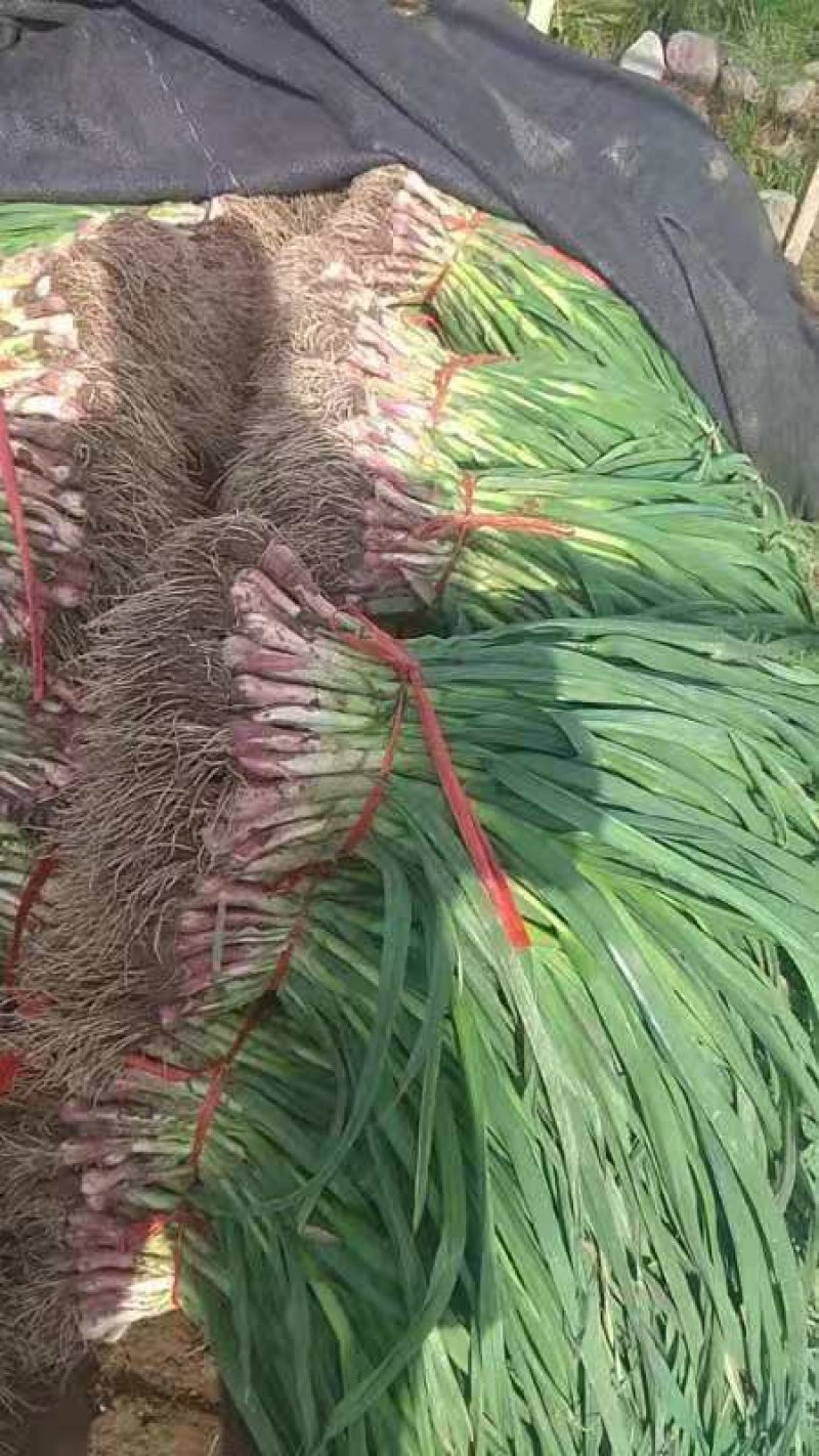 甘肃红根蒜苗，根红苗正物美价廉，现挖现发量大质优
