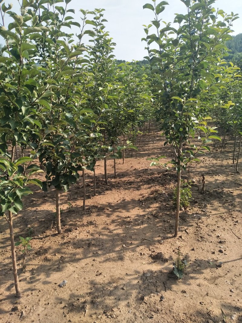 123苹果树苗