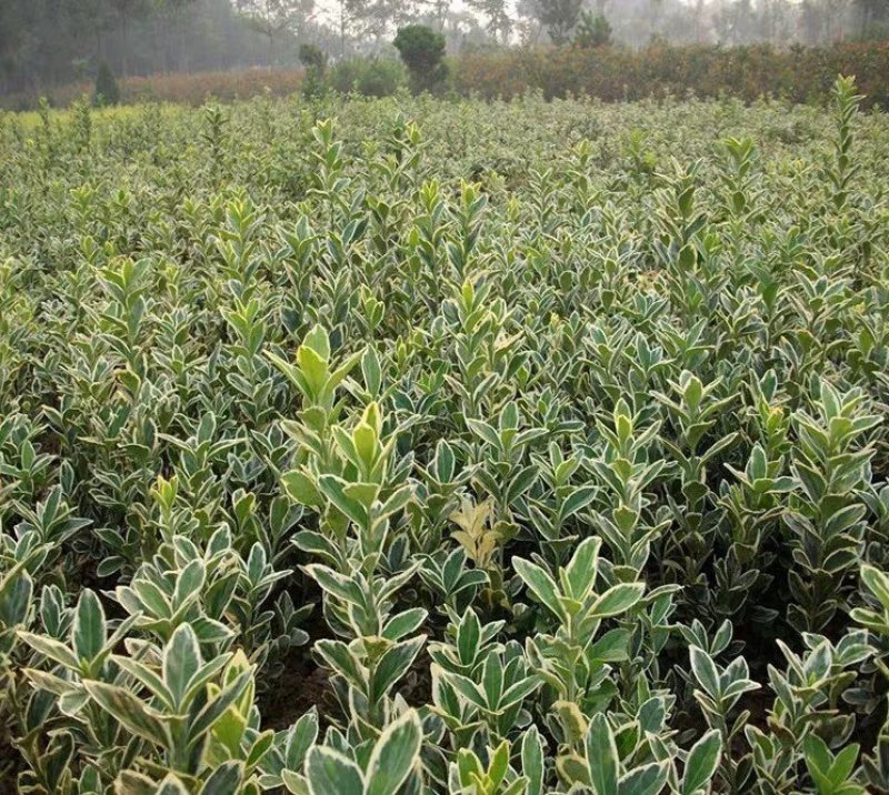 金边黄杨金边黄杨苗庭院四季常青树苗篱笆