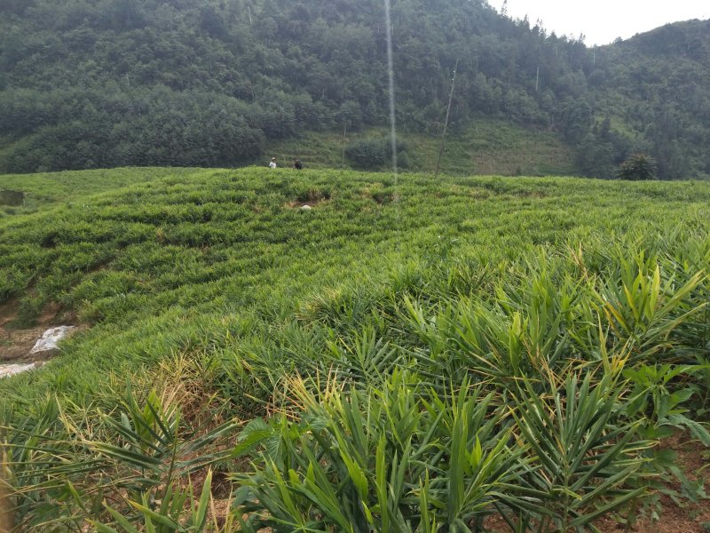 云南高原的馈赠小黄姜