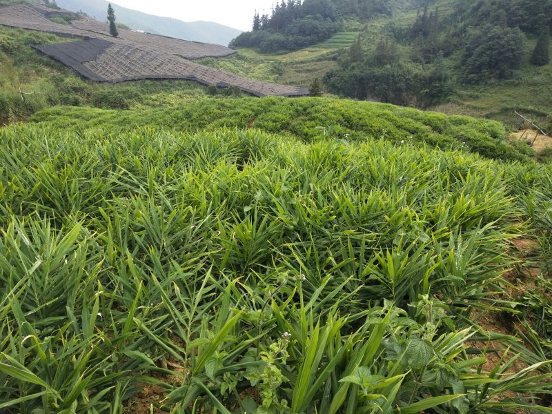 云南高原的馈赠小黄姜
