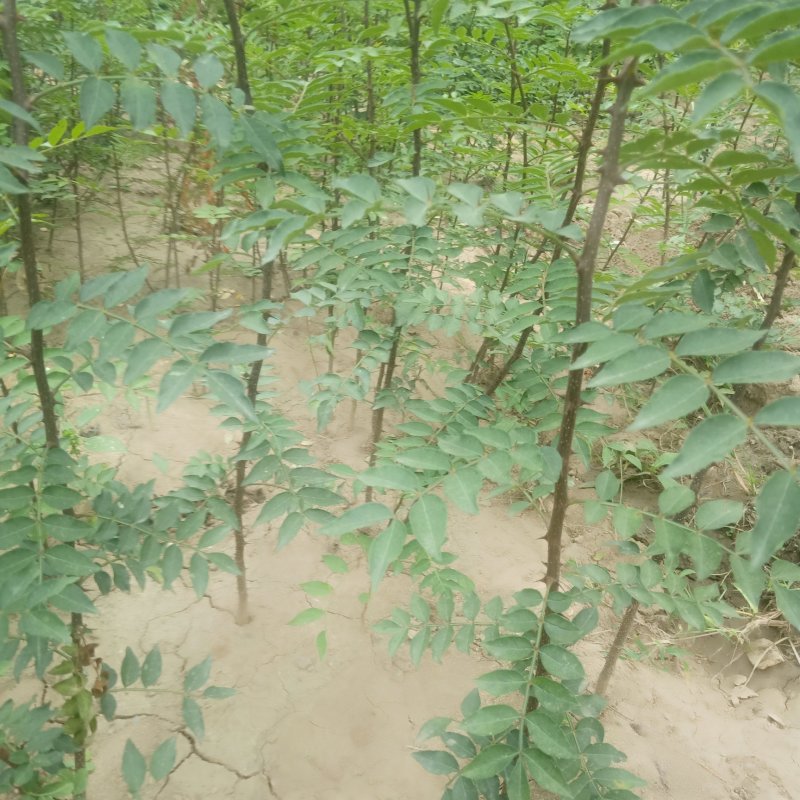 花椒苗大红袍花椒苗，基地直销，现起苗，第二年结果