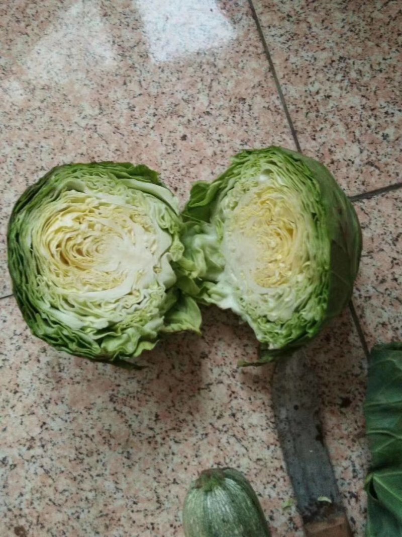 圆包菜1.5~2.5斤通货