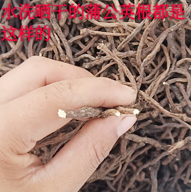水洗野生干品蒲公英根婆婆丁根2022年新货