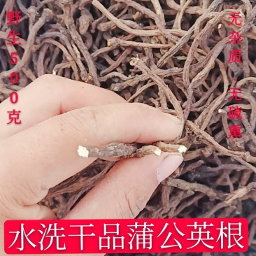 水洗野生干品蒲公英根婆婆丁根2022年新货
