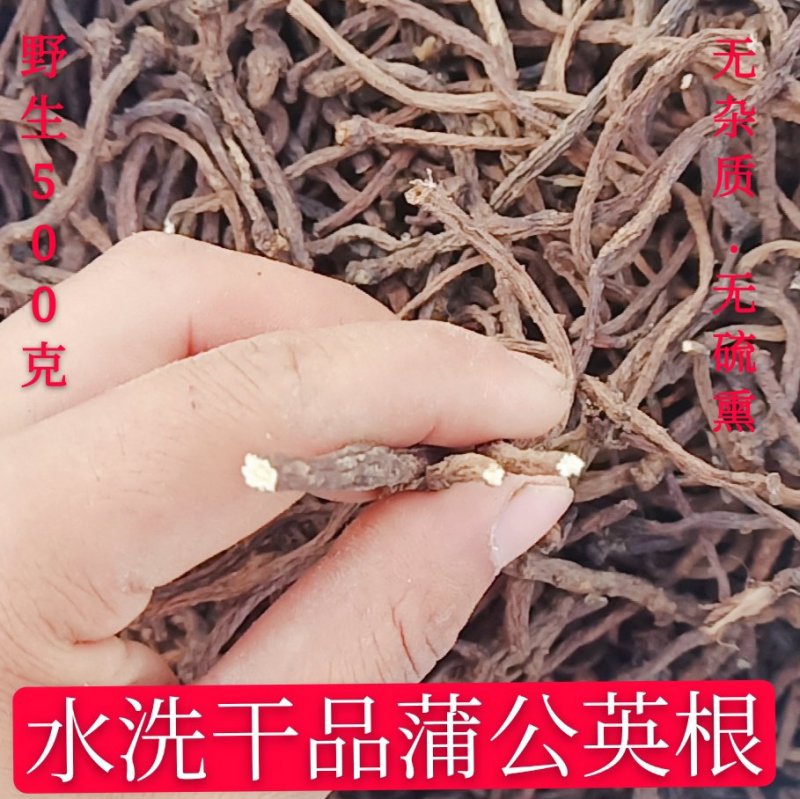 水洗野生干品蒲公英根婆婆丁根2022年新货
