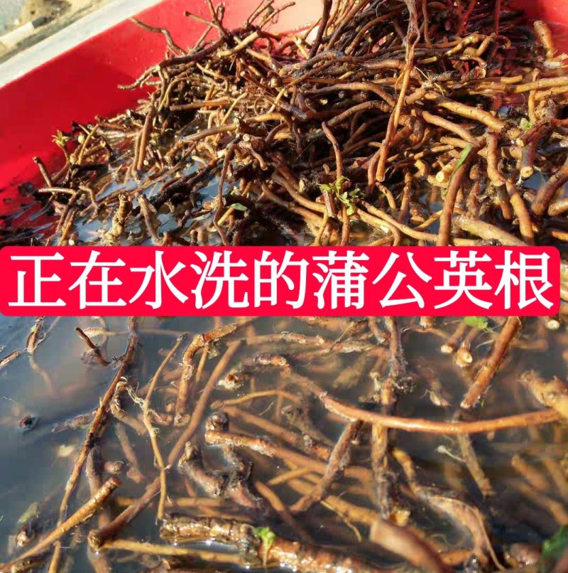 水洗野生干品蒲公英根婆婆丁根2022年新货