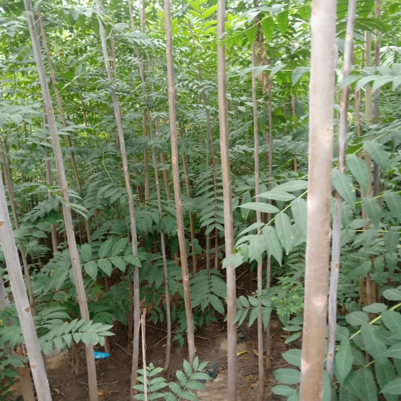 3公分香椿树，5公分香椿树