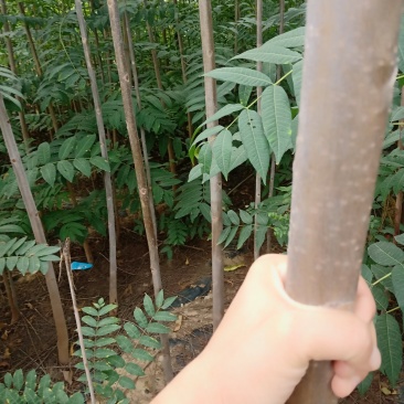 3公分香椿树，5公分香椿树
