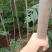 3公分香椿树，5公分香椿树