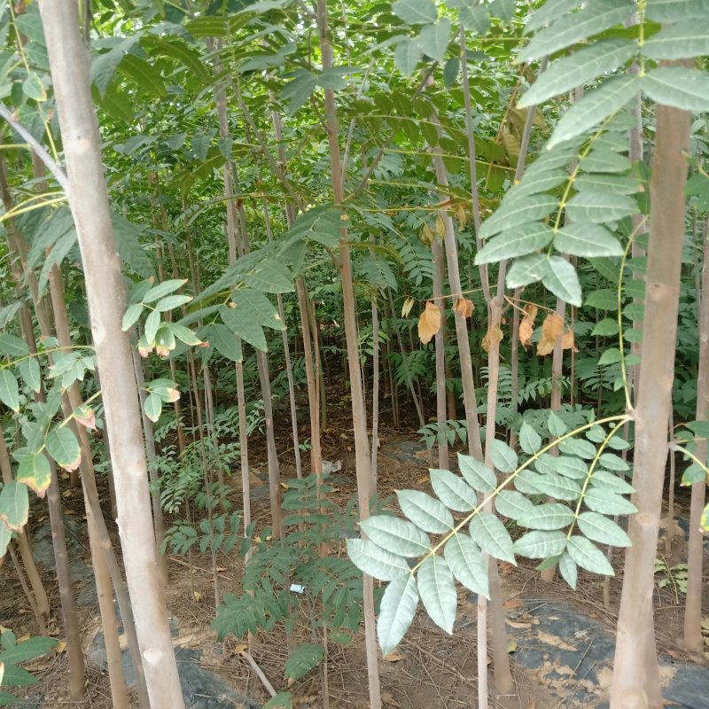 3公分香椿树，5公分香椿树