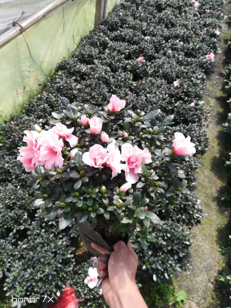 小桃红樱桃红带花🌸发货
