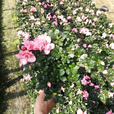小桃红樱桃红带花🌸发货