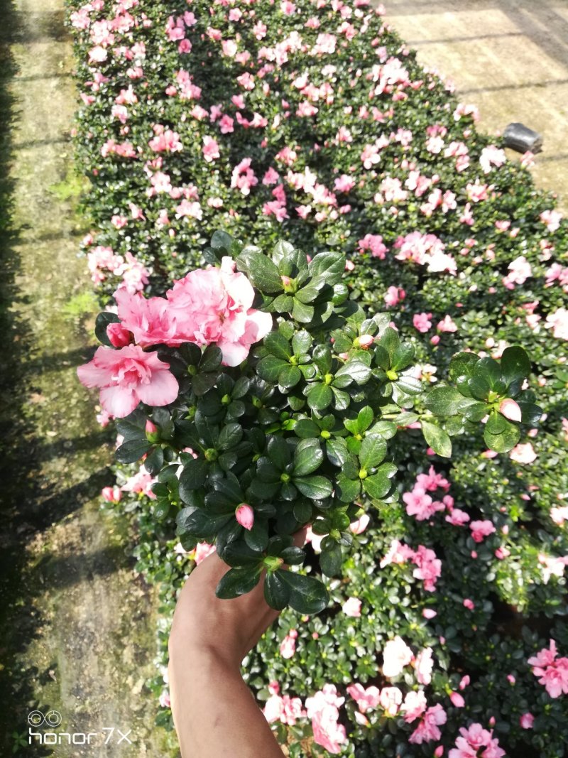 小桃红樱桃红带花🌸发货