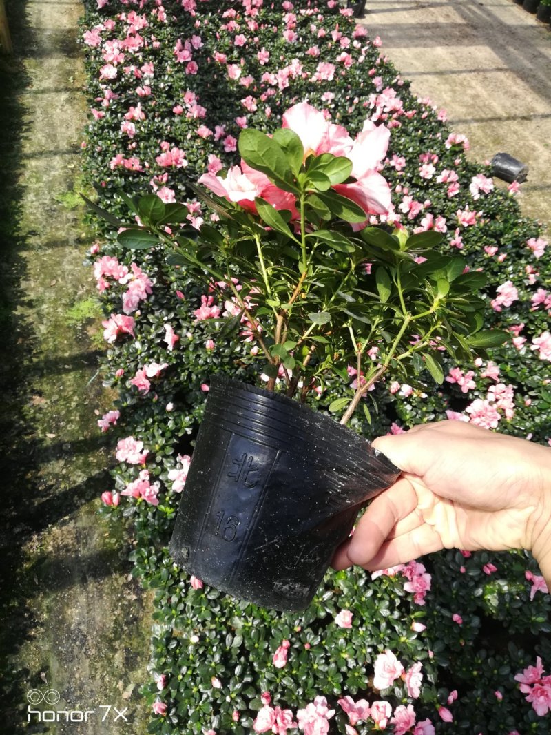 小桃红樱桃红带花🌸发货
