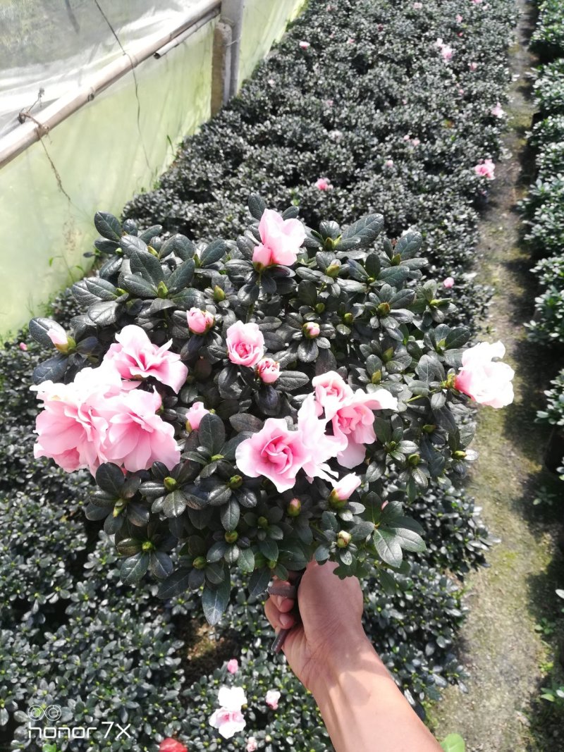 小桃红樱桃红带花🌸发货