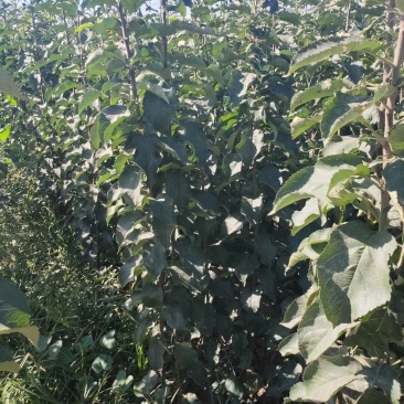 苹果苗品种有富士系列，秦翠，国光，寒富，金红，黄金