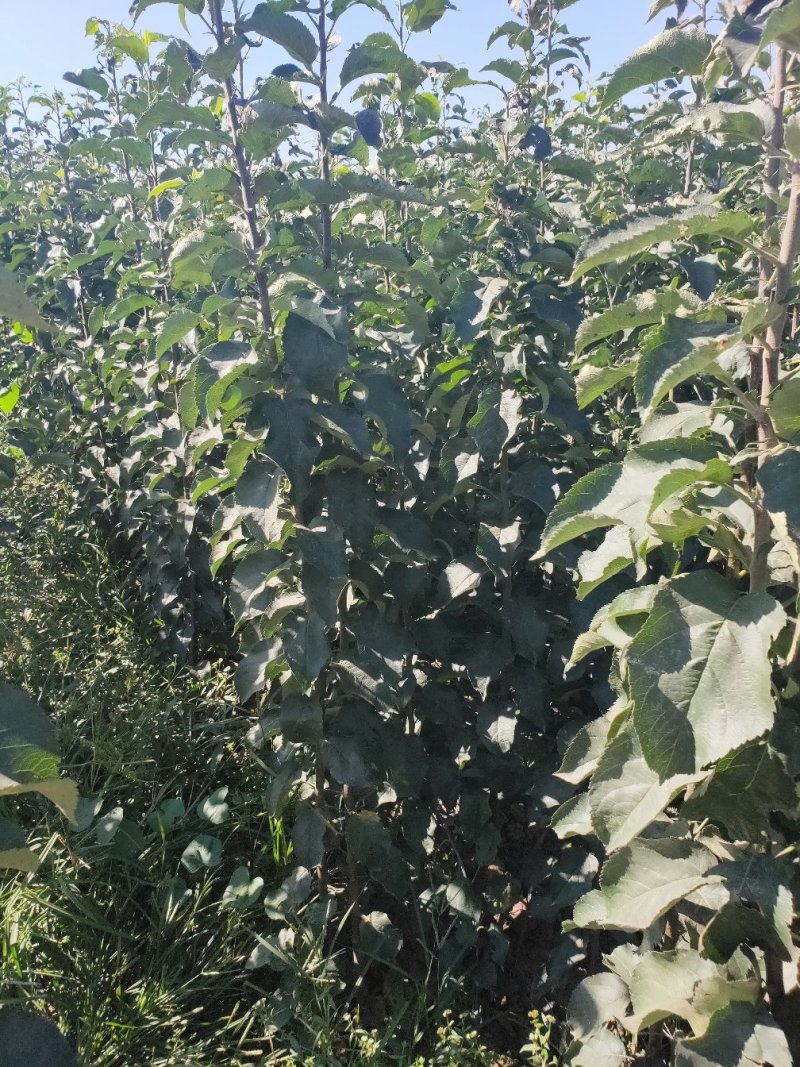 苹果苗品种有富士系列，秦翠，国光，寒富，金红，黄金