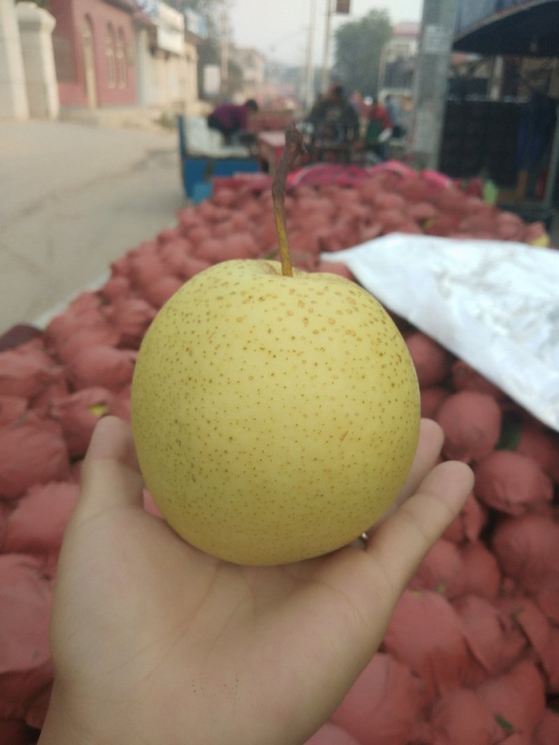 一级雪花梨，热卖水果，产地直供可视频看货质量保证