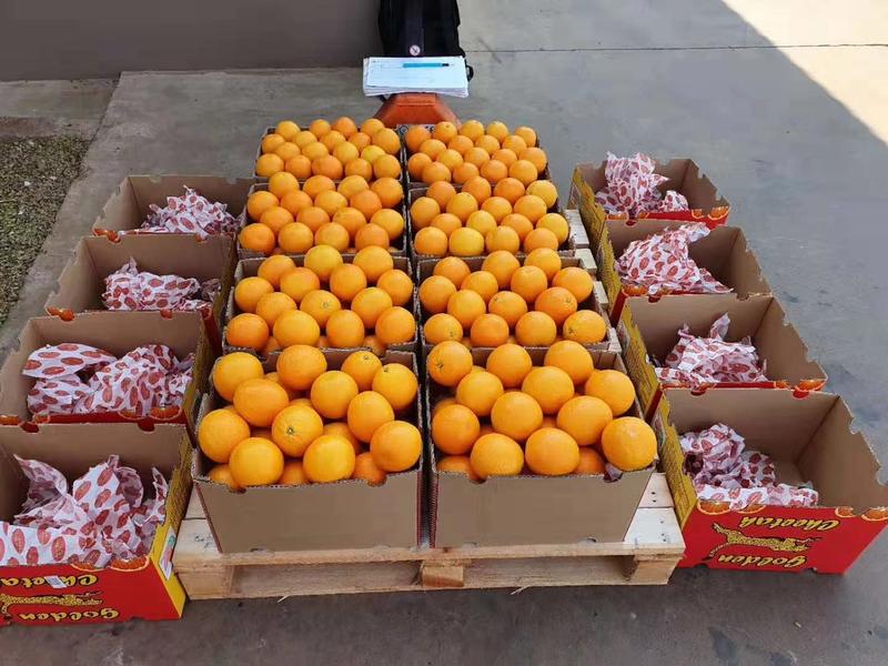 南非酸橙原装进口夏橙蜜奈橙进口橙