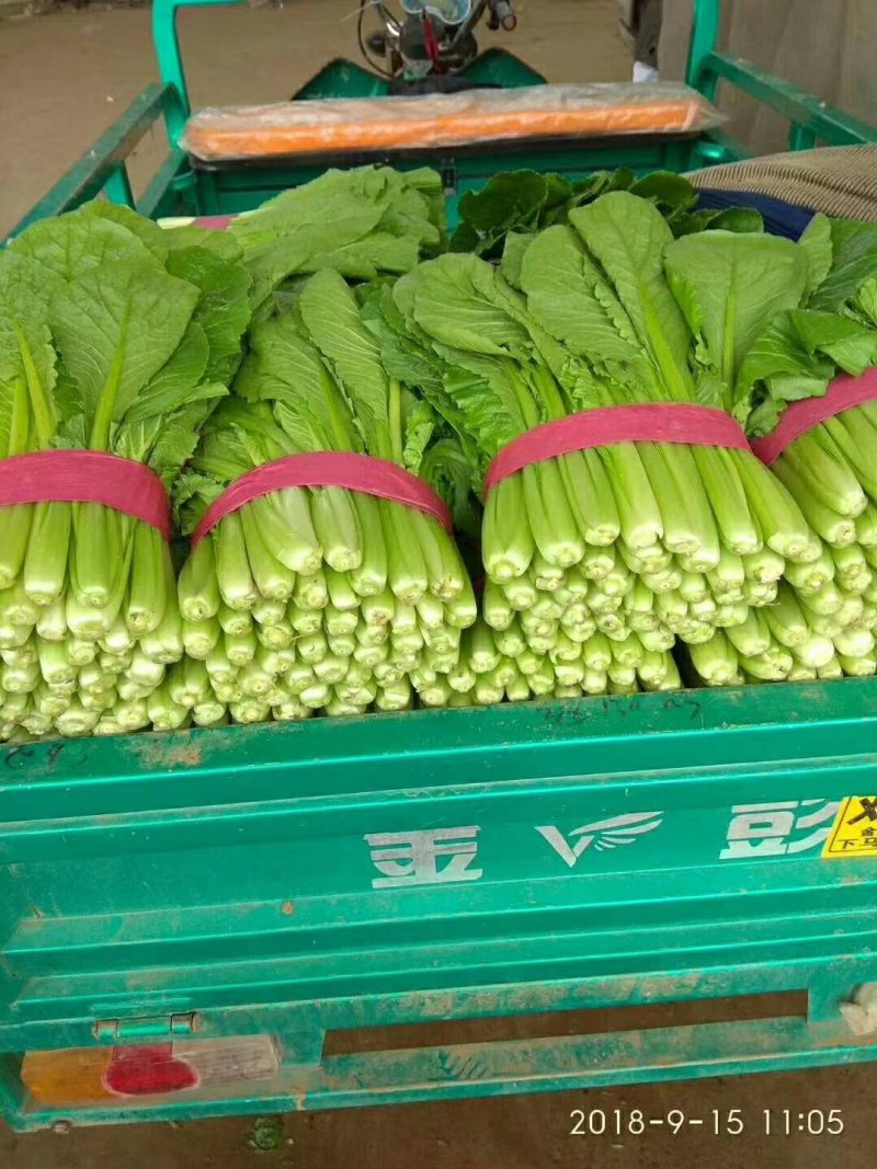 小白菜25~30cm各种级别都有大量现货