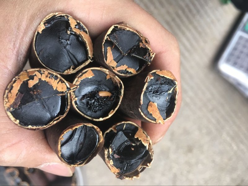 便秘果缅甸老挝进口通便果