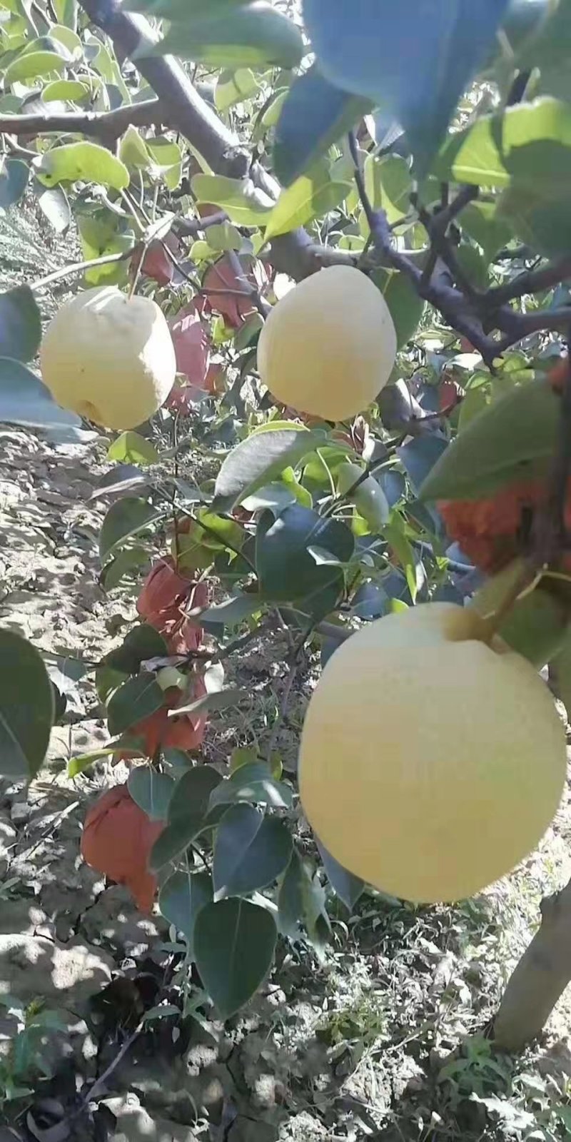 蒲城酥梨大量上市，价格不高，有需要的联系我