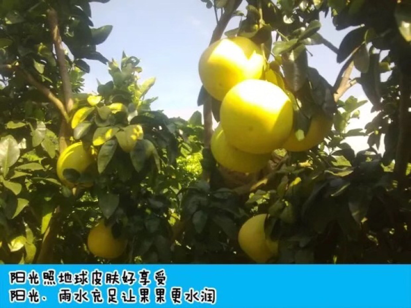 平和琯溪蜜柚