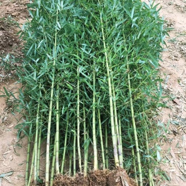 四季青竹苗，黄金竹，紫竹，金镶玉竹基地直销