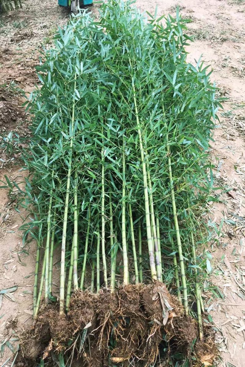 四季青竹苗，黄金竹，紫竹，金镶玉竹基地直销