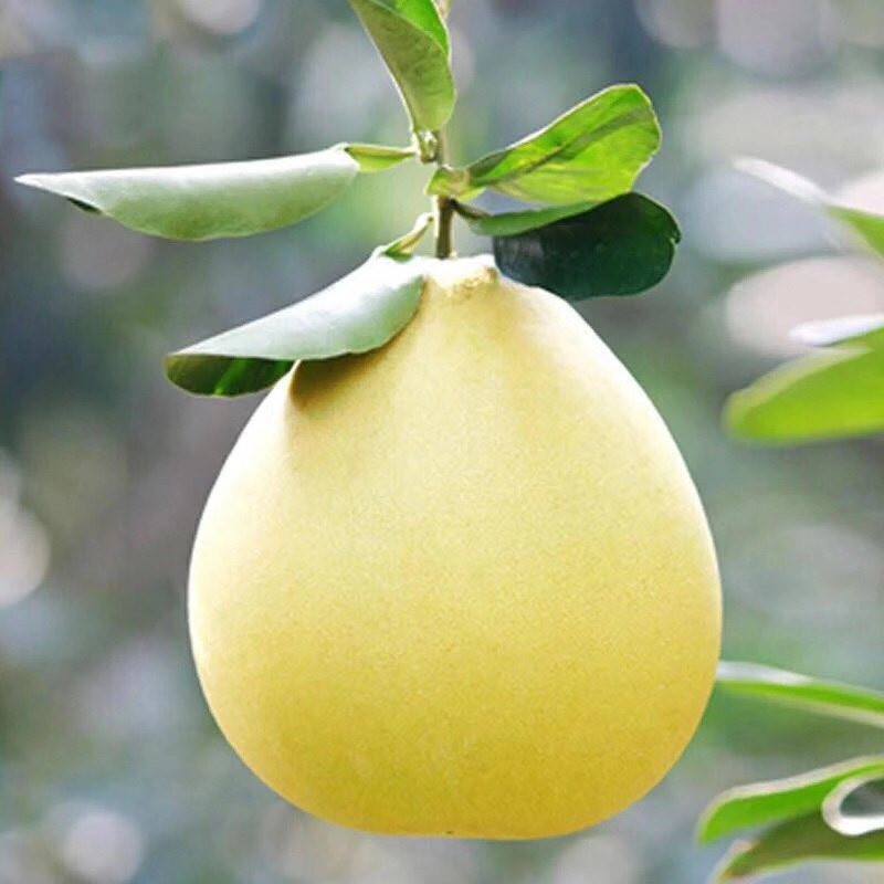 平和琯溪蜜柚
