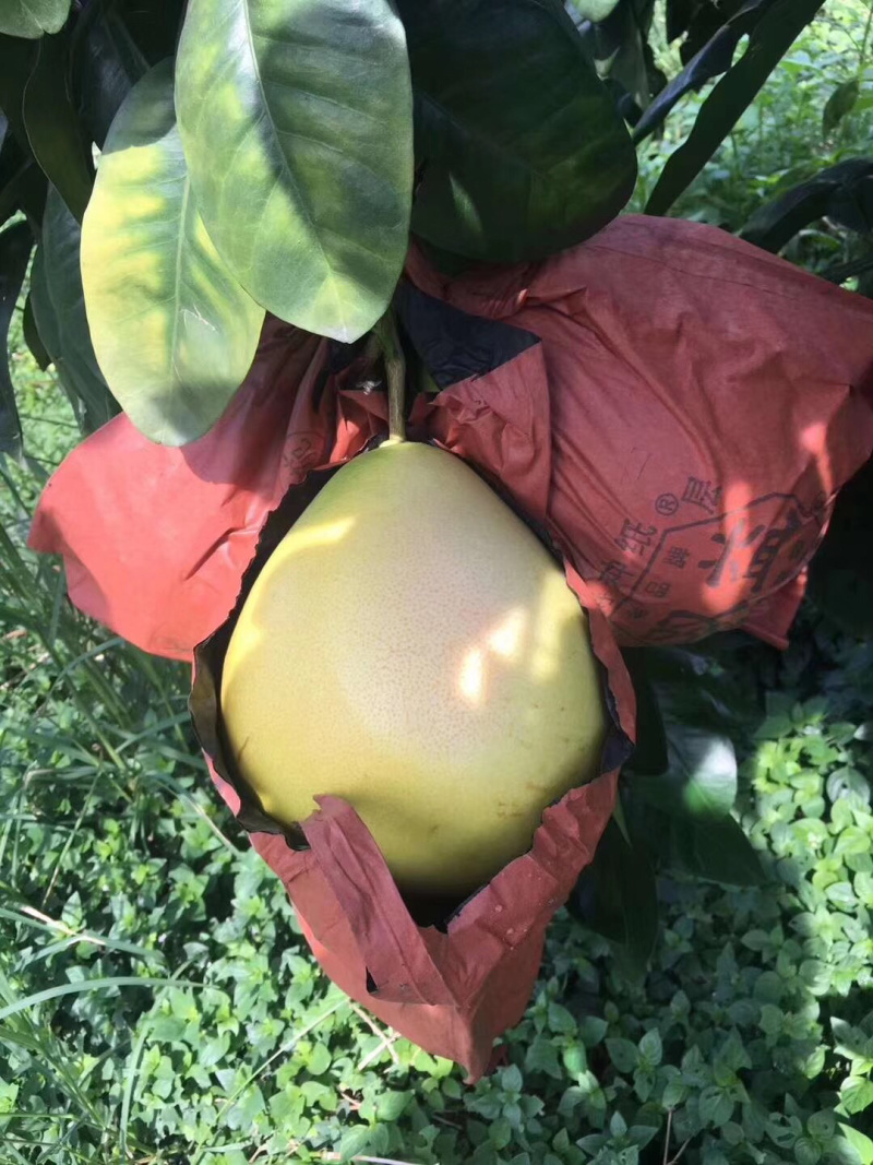 平和琯溪蜜柚