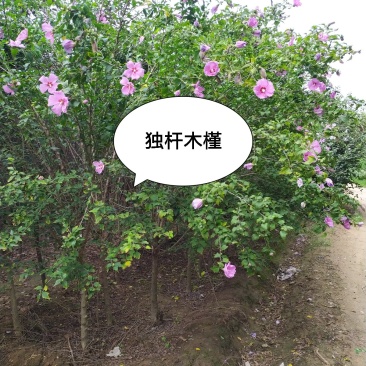 供应，2020-3-20号，独杆木槿3-6公分