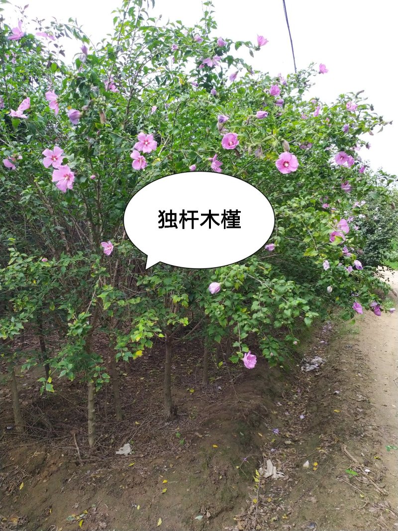 供应，2020-3-20号，独杆木槿3-6公分