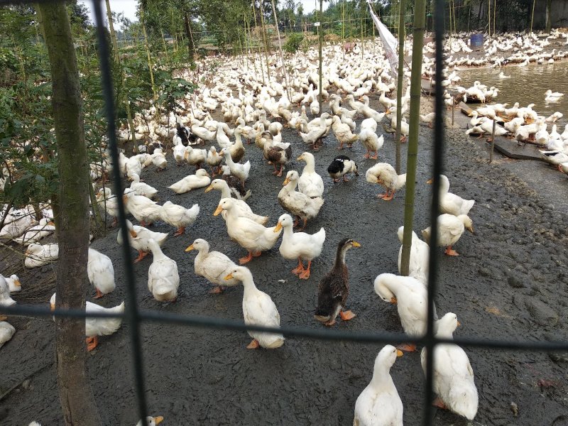 一点麻鸭