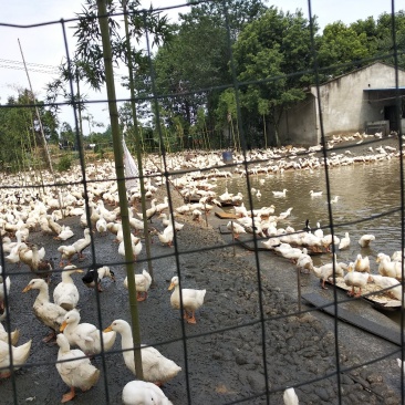 一点麻鸭