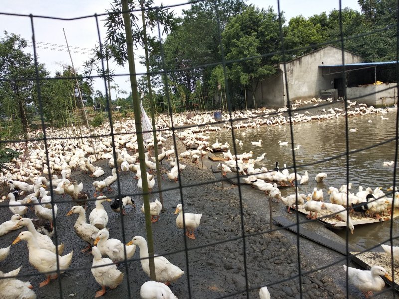 一点麻鸭