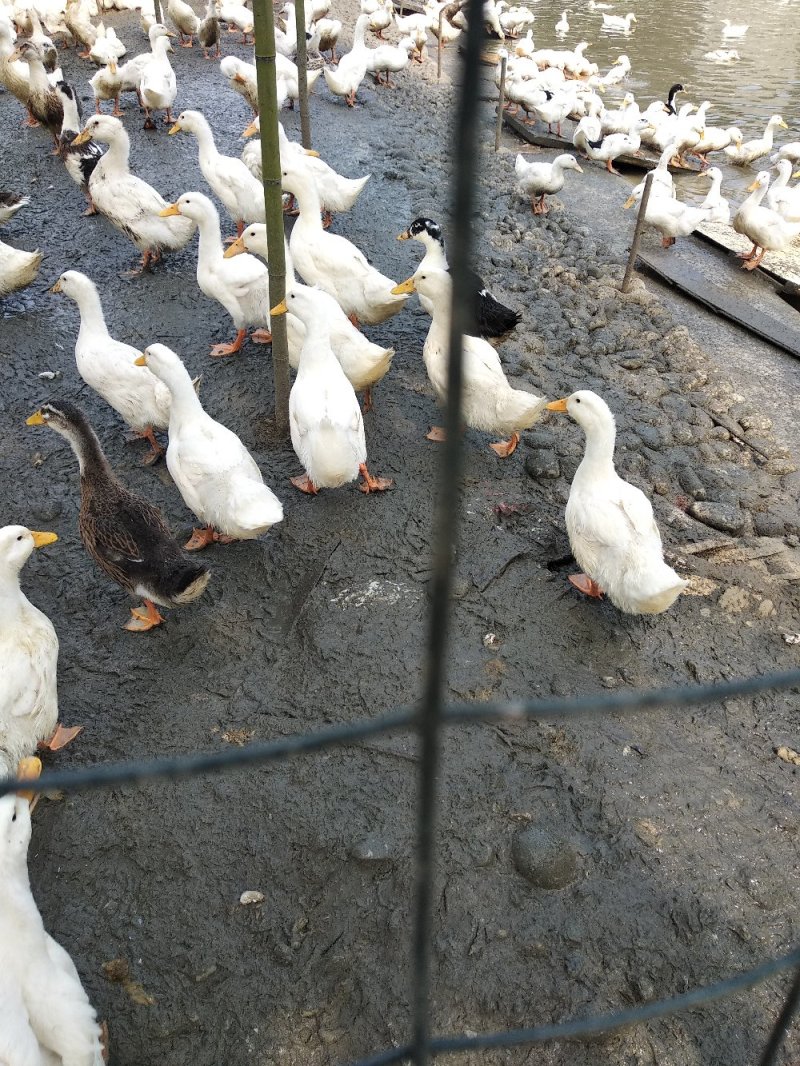 一点麻鸭