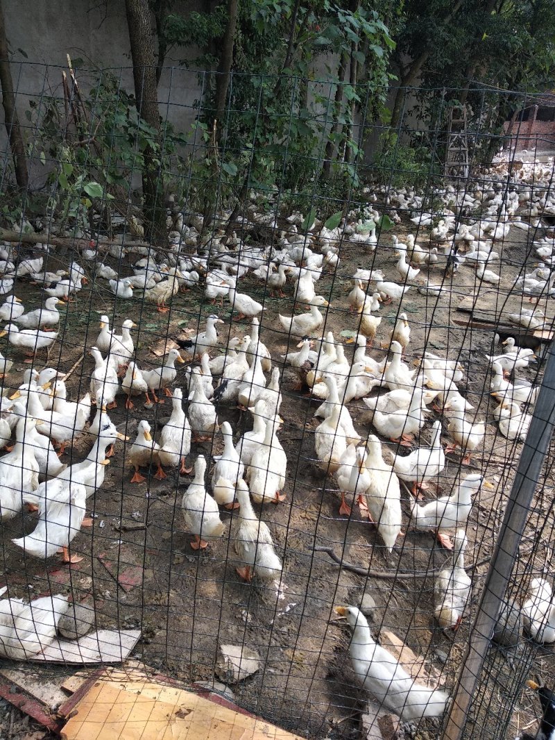 一点麻鸭