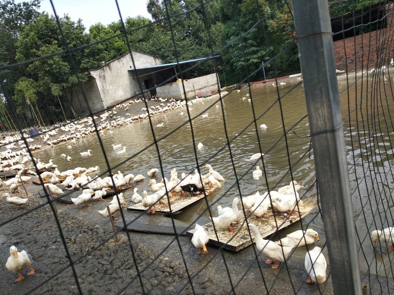 一点麻鸭