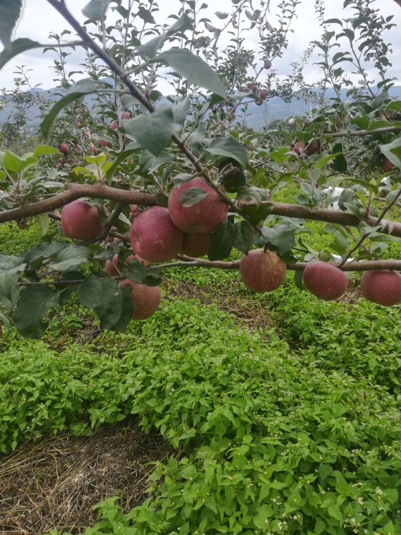 盐源县红富士