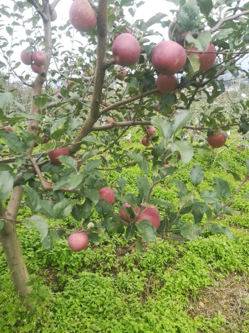 盐源县红富士