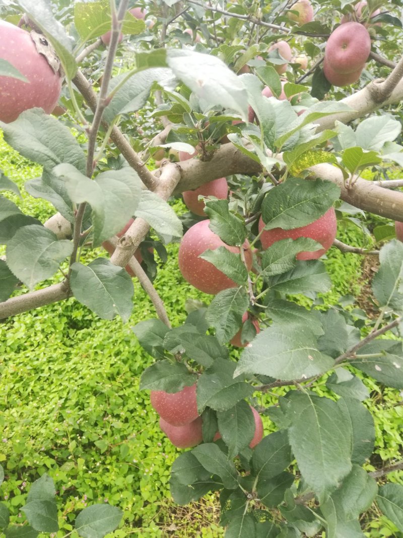 盐源县红富士