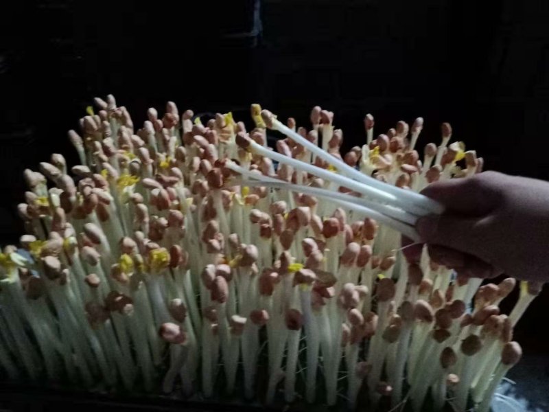 原生态纯手工花生芽新鲜花生芽苗