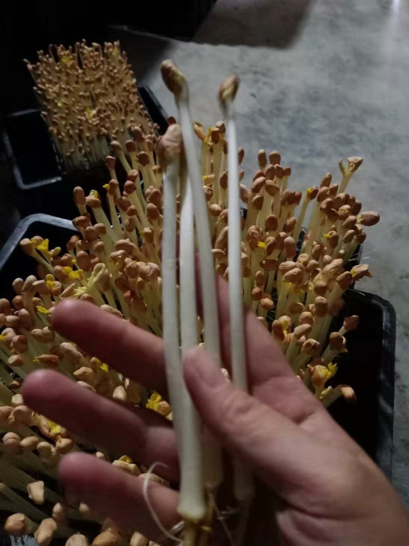 原生态纯手工花生芽新鲜花生芽苗