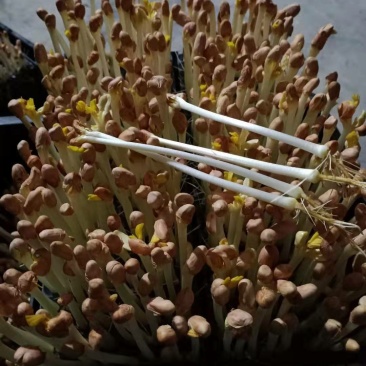 原生态纯手工花生芽新鲜花生芽苗