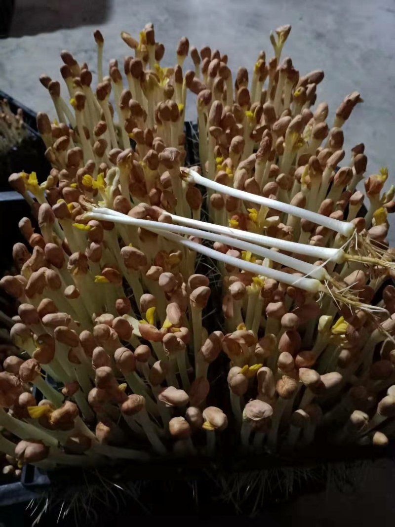 原生态纯手工花生芽新鲜花生芽苗