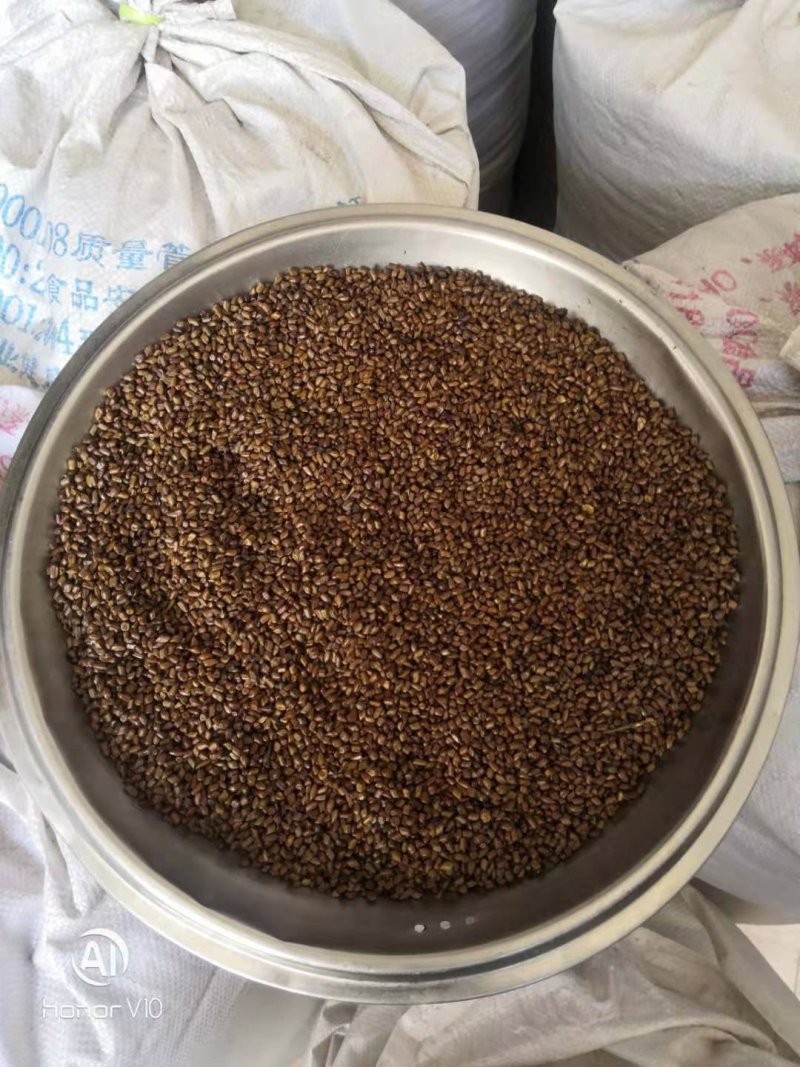 优质决明子山西决明子一件代发包邮做枕头，炒熟泡茶