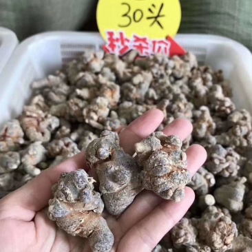 30头三七滑头500克