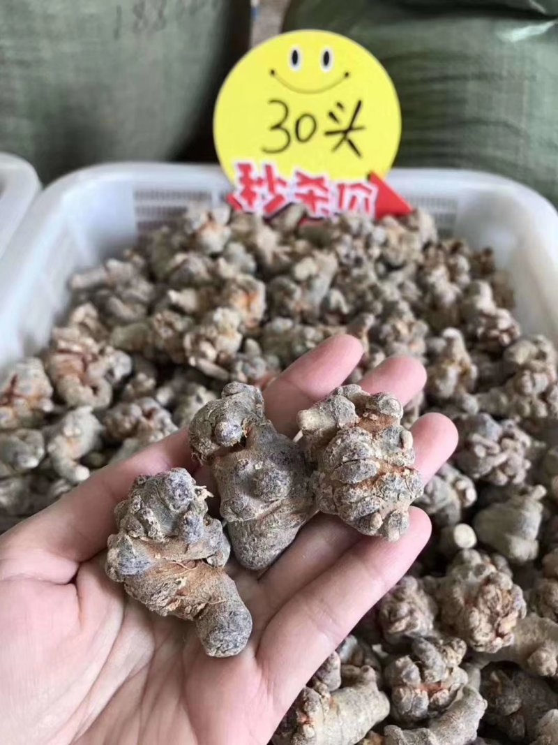 30头三七滑头500克